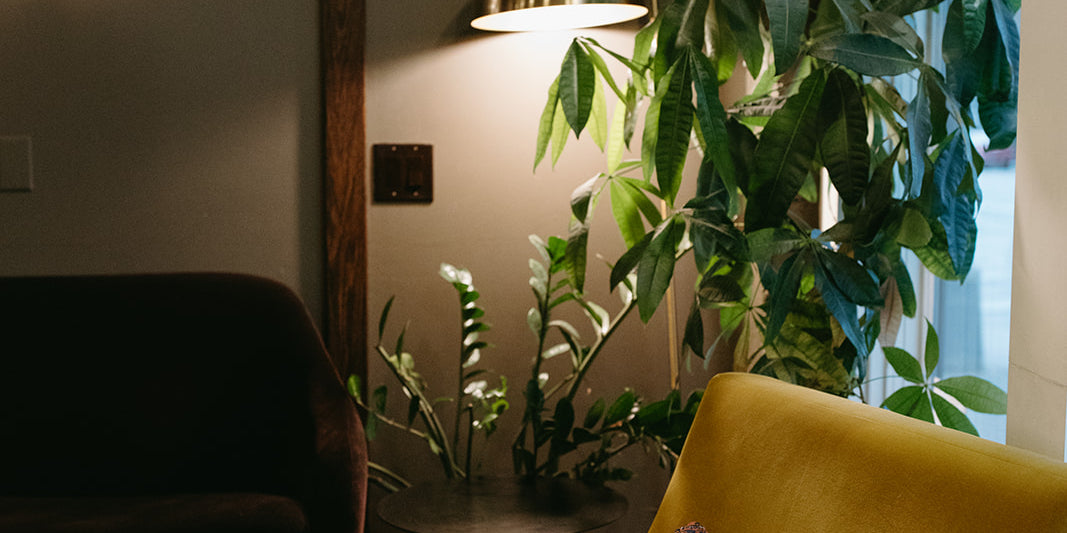 photograph of velvet chairs, couches, and plants at cherry coffee shop