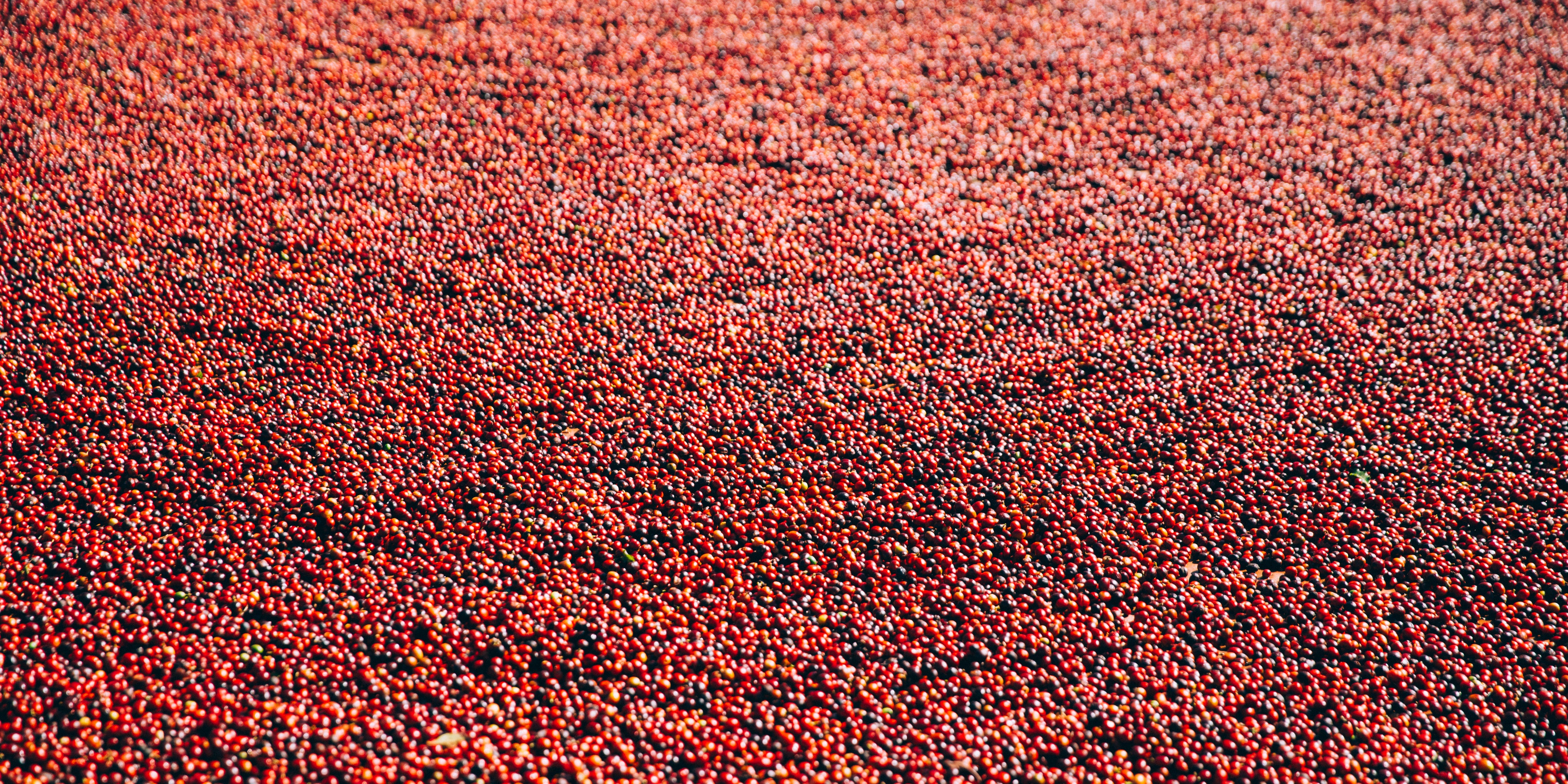 coffee cherries in water