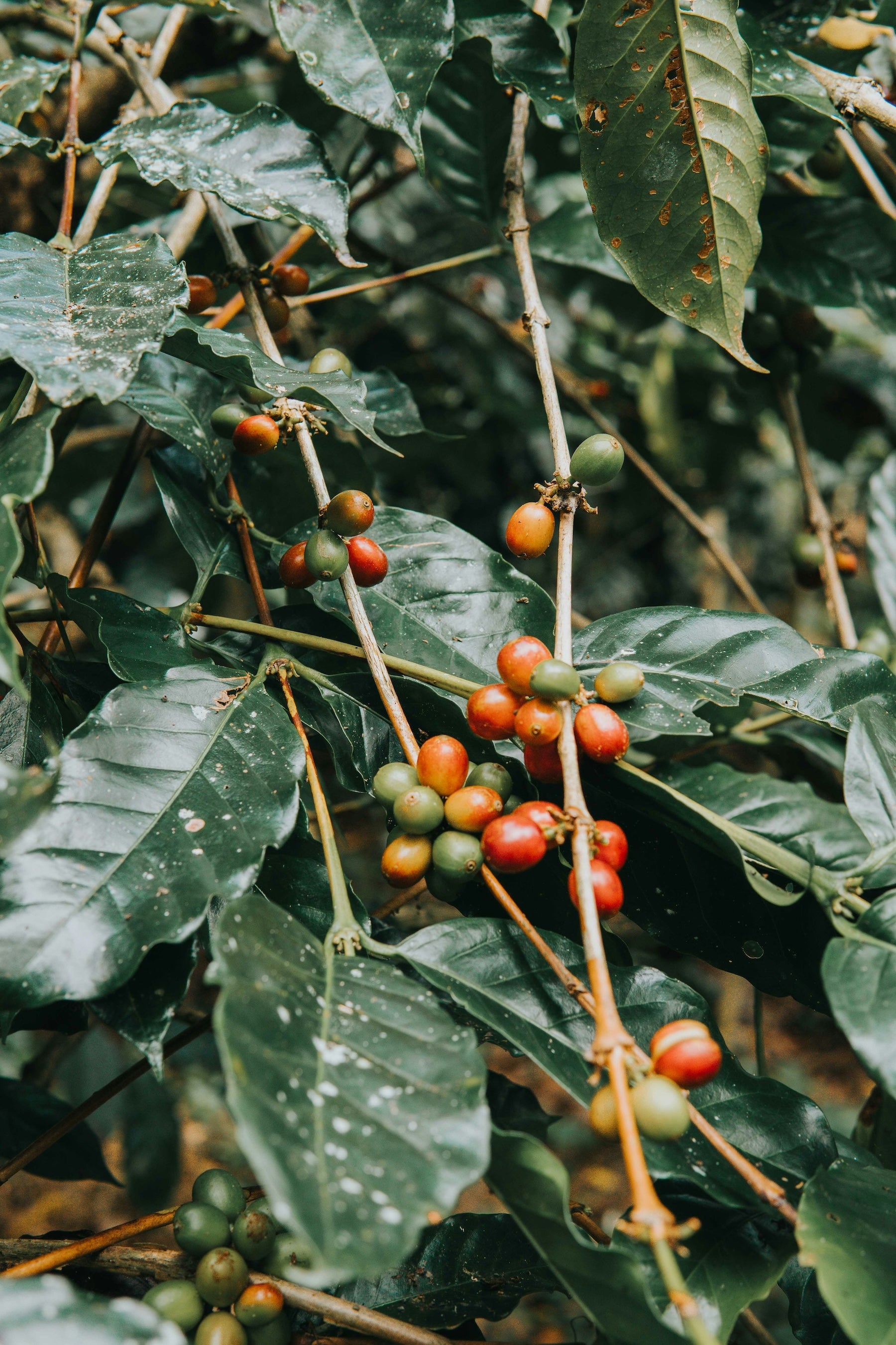 cherry coffees