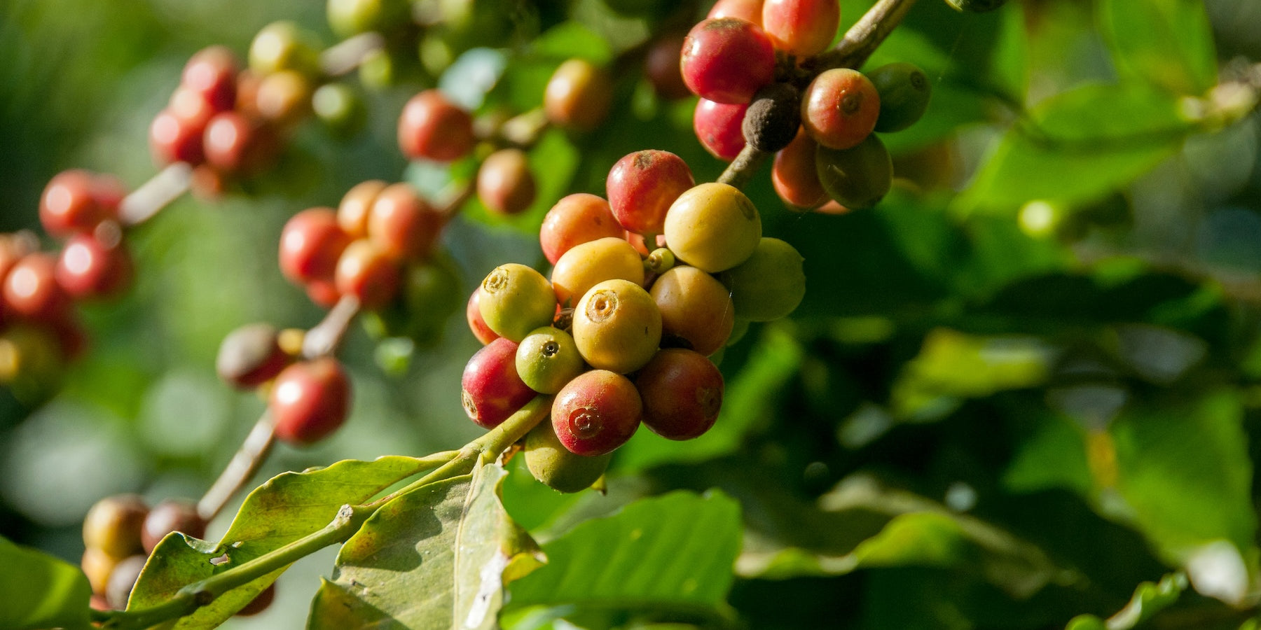 upclose photograph of coffee cherries